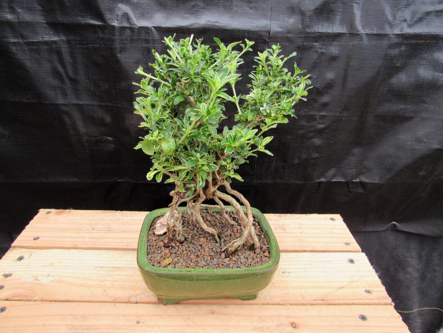 Small Exposed Roots Mt. Fuji Serissa Bonsai Tree