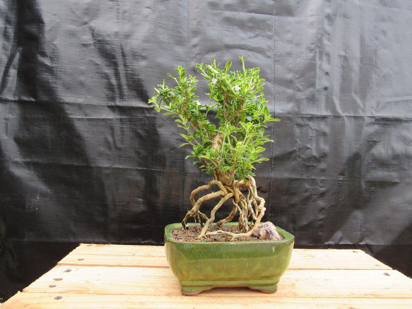 Small Exposed Roots Mt. Fuji Serissa Bonsai Tree