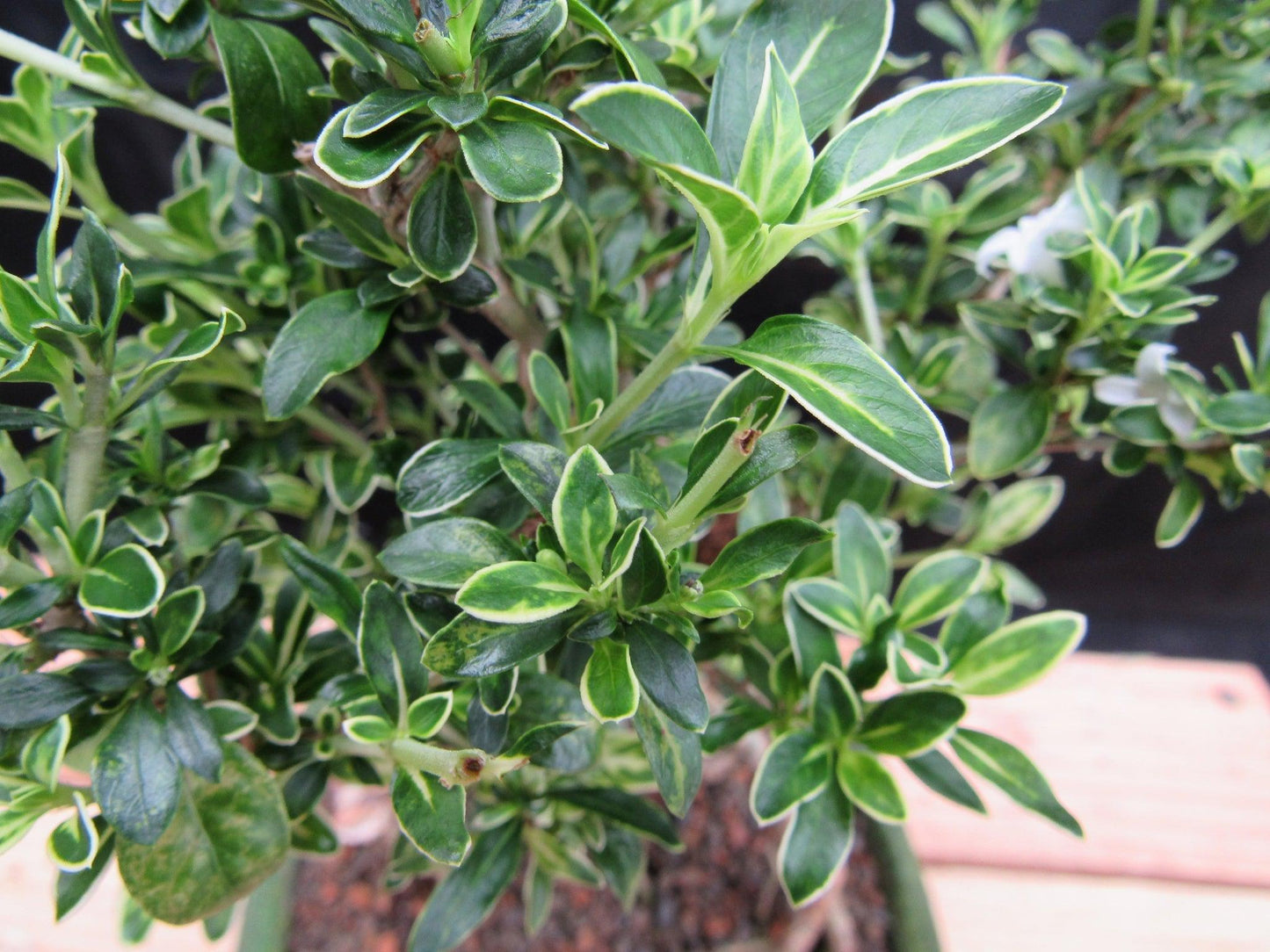 Small Exposed Roots Mt. Fuji Serissa Bonsai Tree