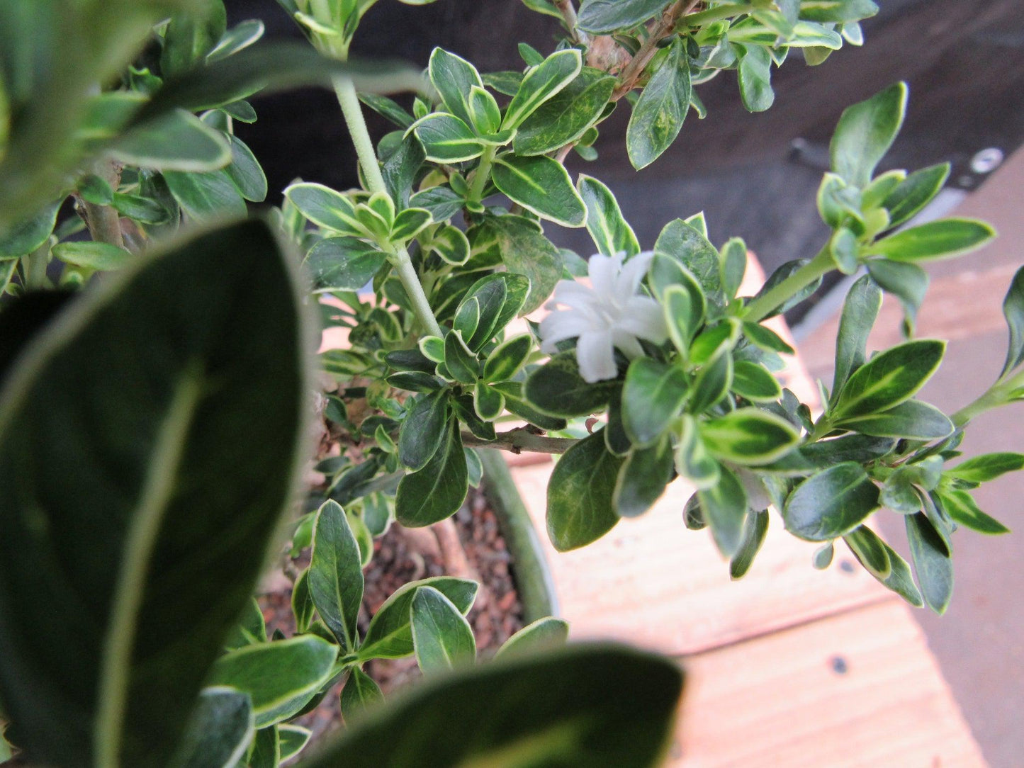 Small Exposed Roots Mt. Fuji Serissa Bonsai Tree