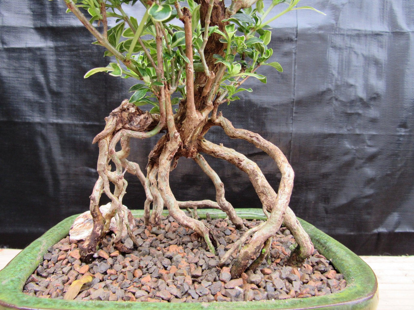 Small Exposed Roots Mt. Fuji Serissa Bonsai Tree