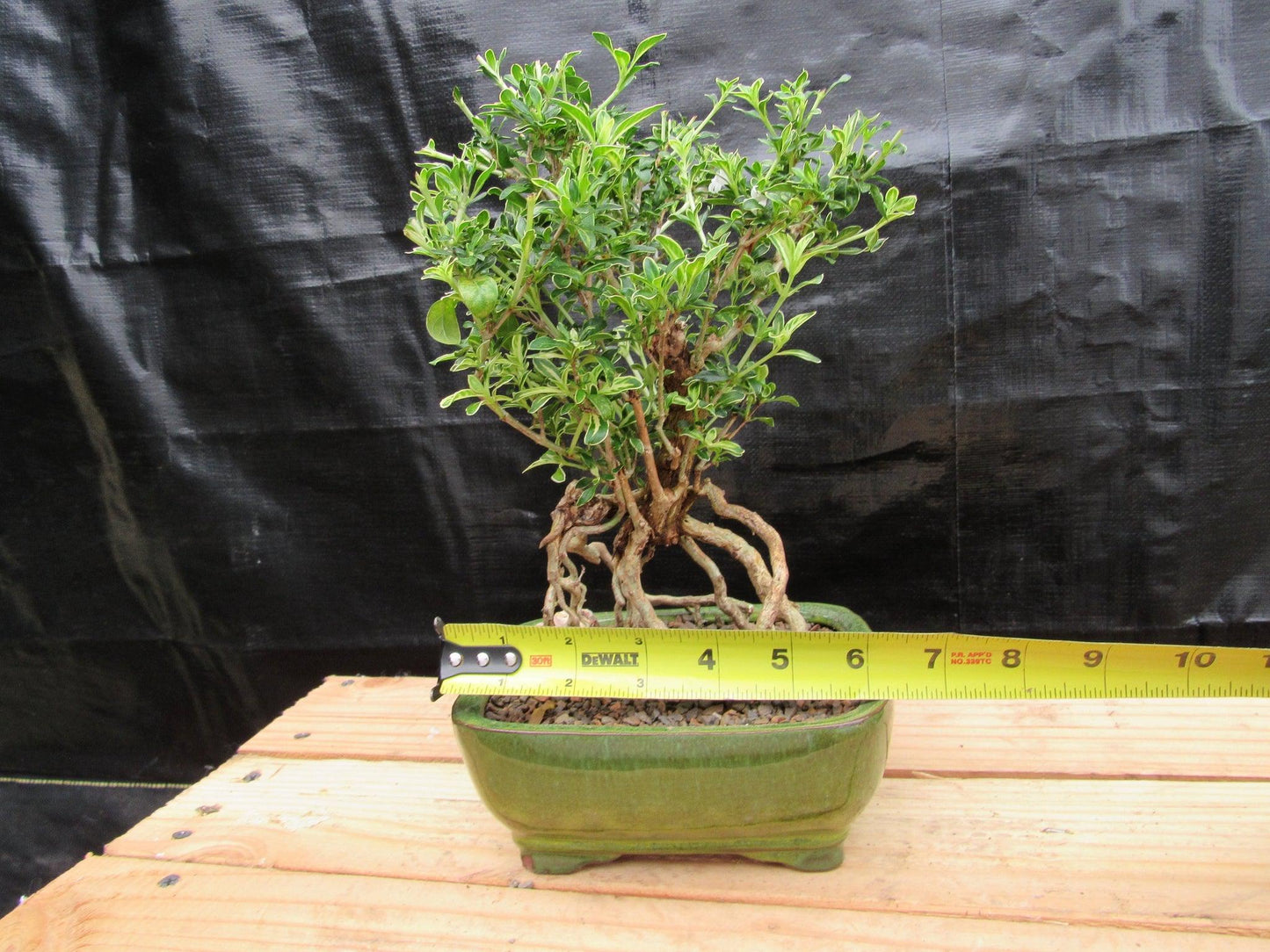 Small Exposed Roots Mt. Fuji Serissa Bonsai Tree