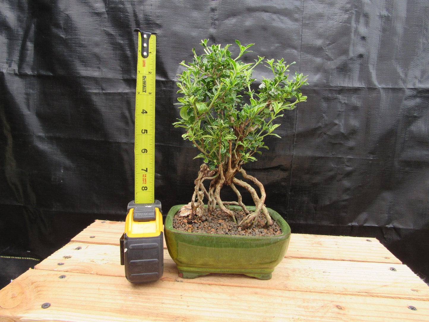 Small Exposed Roots Mt. Fuji Serissa Bonsai Tree