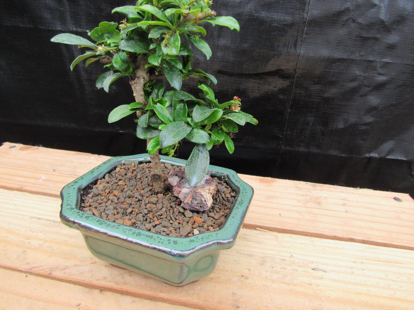 Small Fukien Tea Bonsai Tree