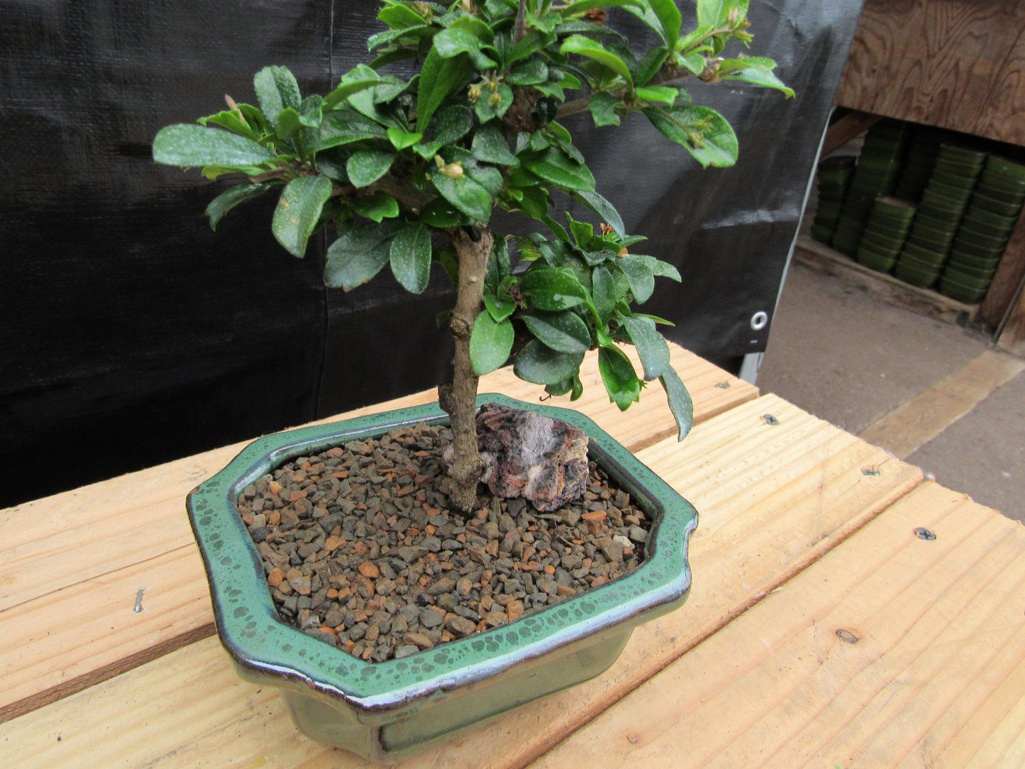 Small Fukien Tea Bonsai Tree