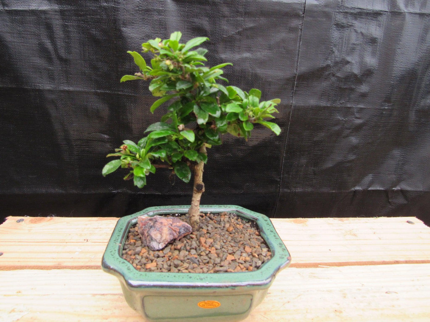 Small Fukien Tea Bonsai Tree