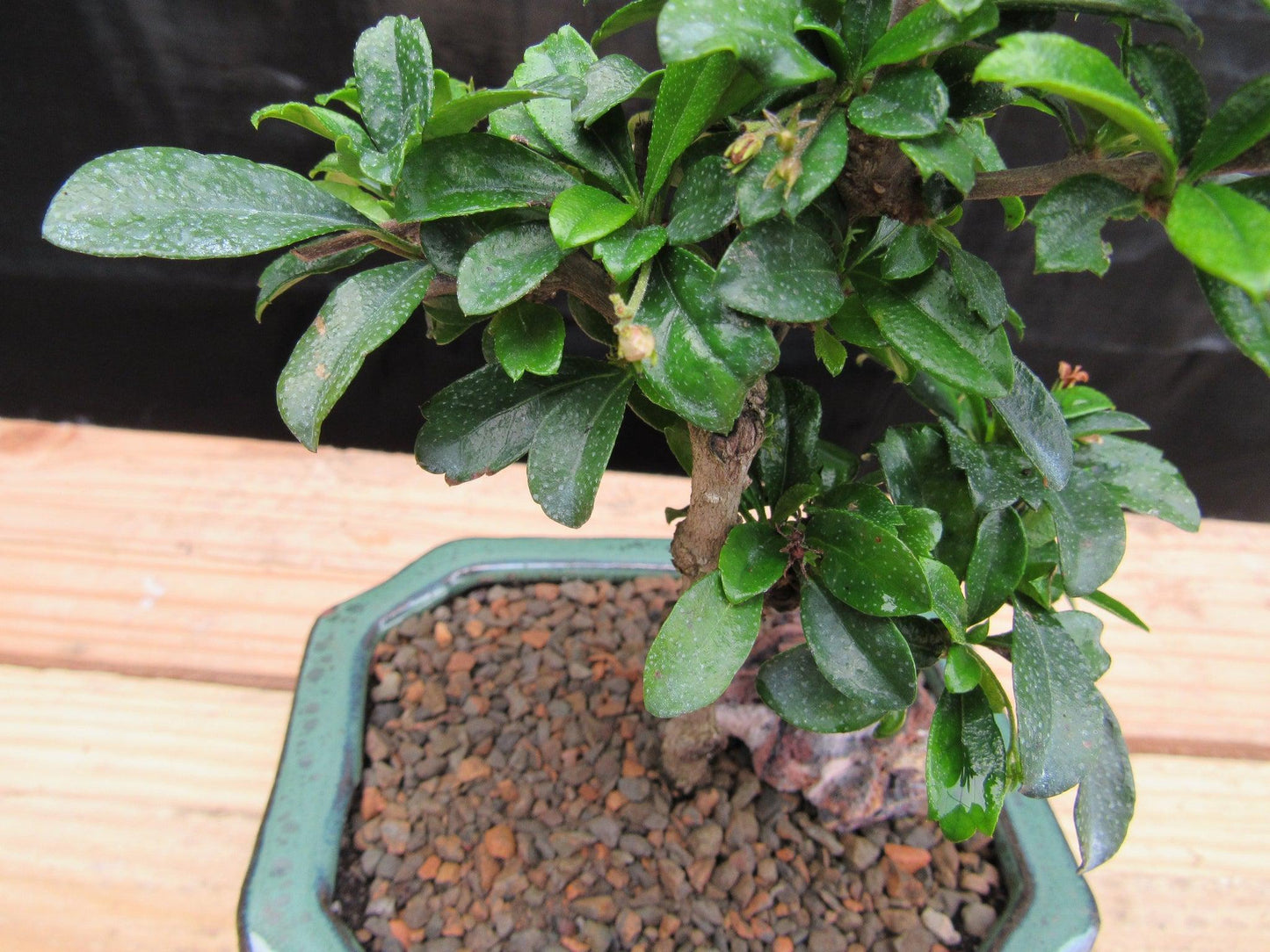 Small Fukien Tea Bonsai Tree