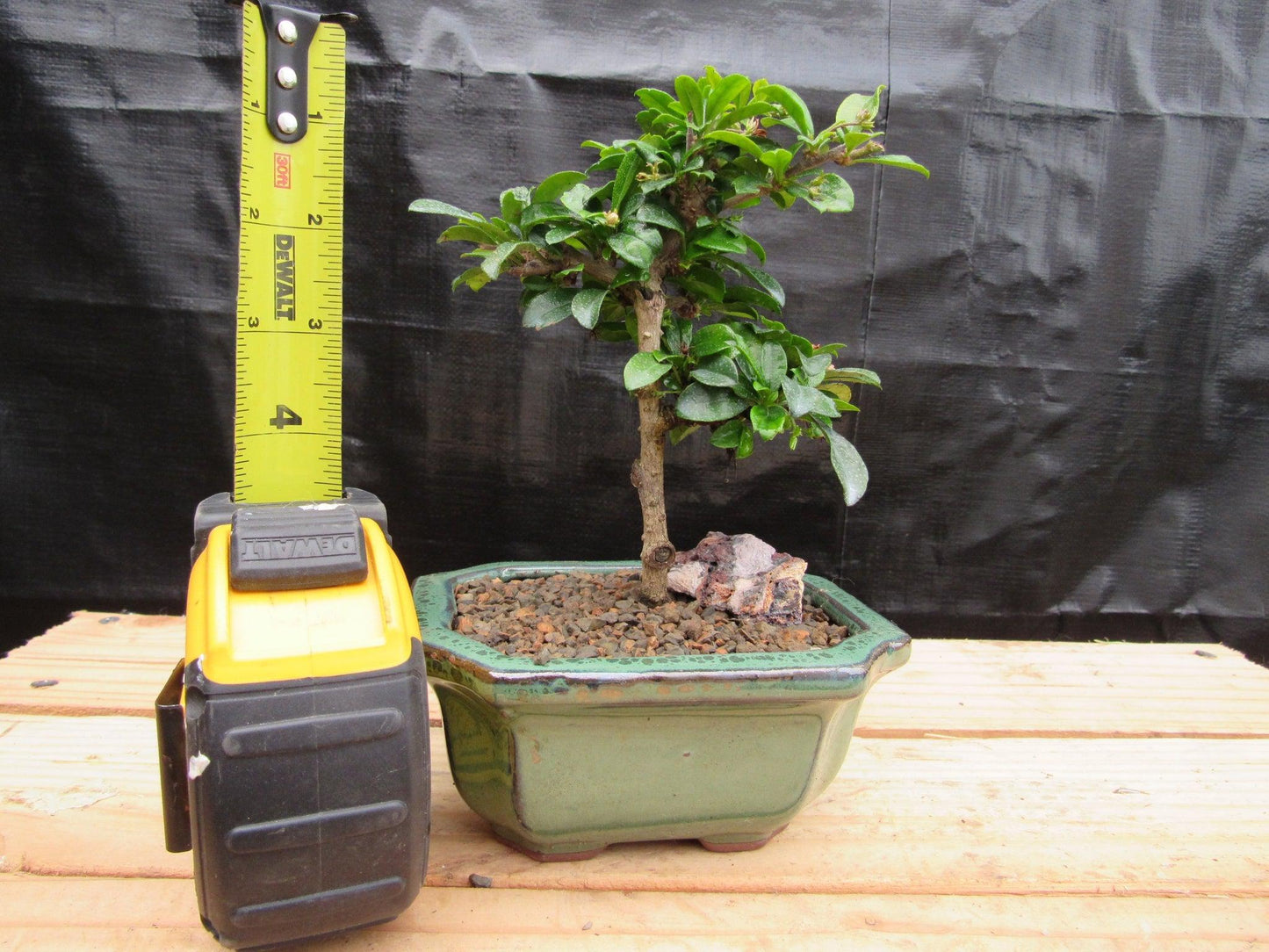 Small Fukien Tea Bonsai Tree