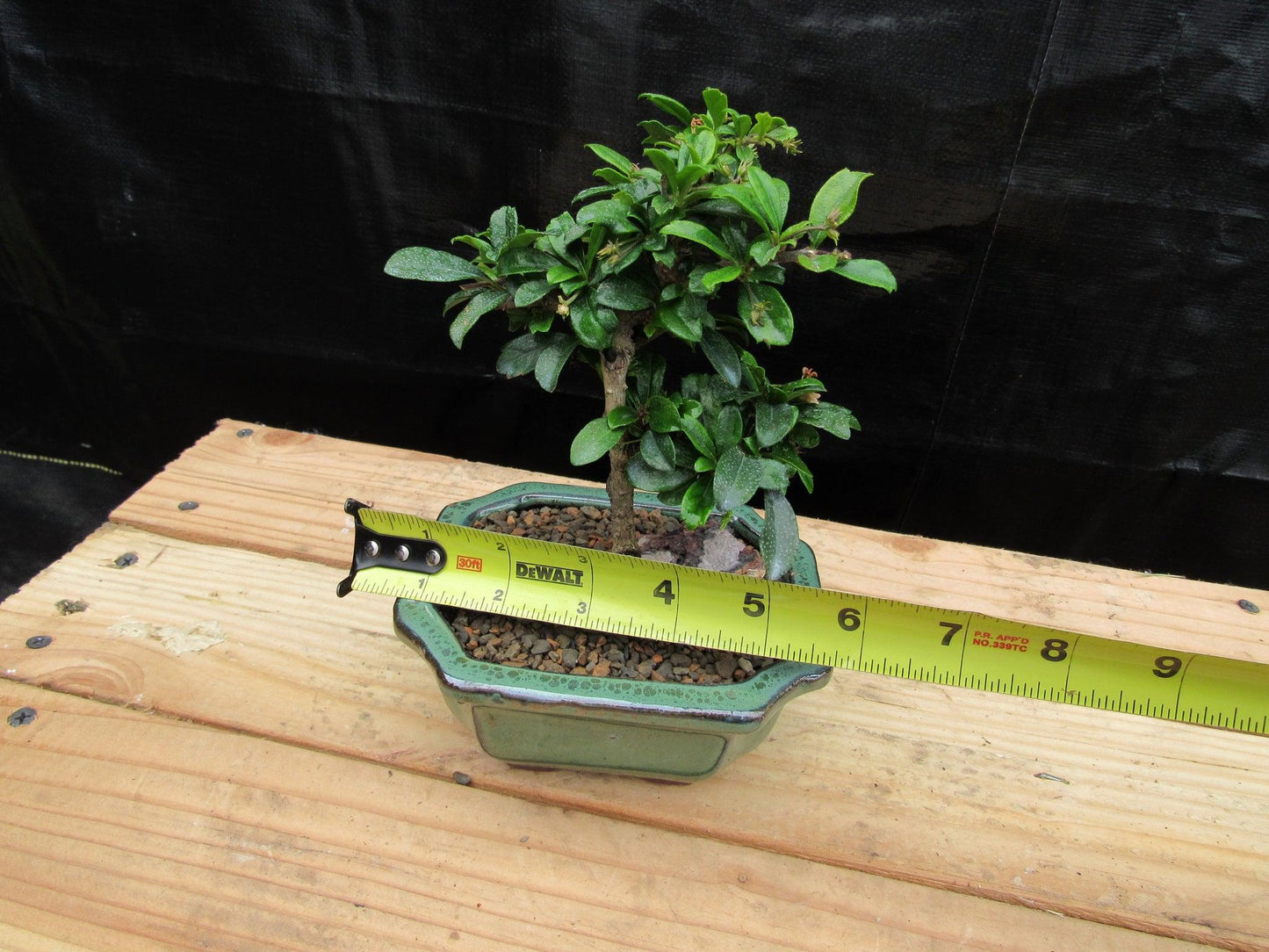 Small Fukien Tea Bonsai Tree