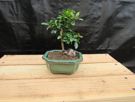 Small Fukien Tea Bonsai Tree