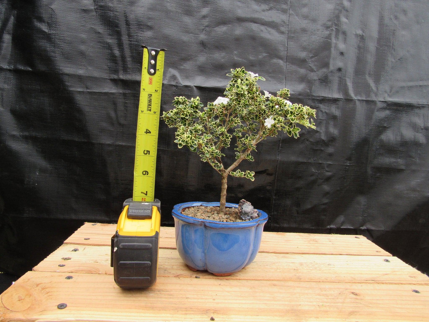 Small Mt. Fuji Serissa Bonsai Tree