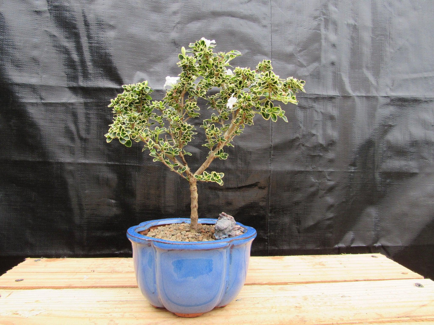 Small Mt. Fuji Serissa Bonsai Tree