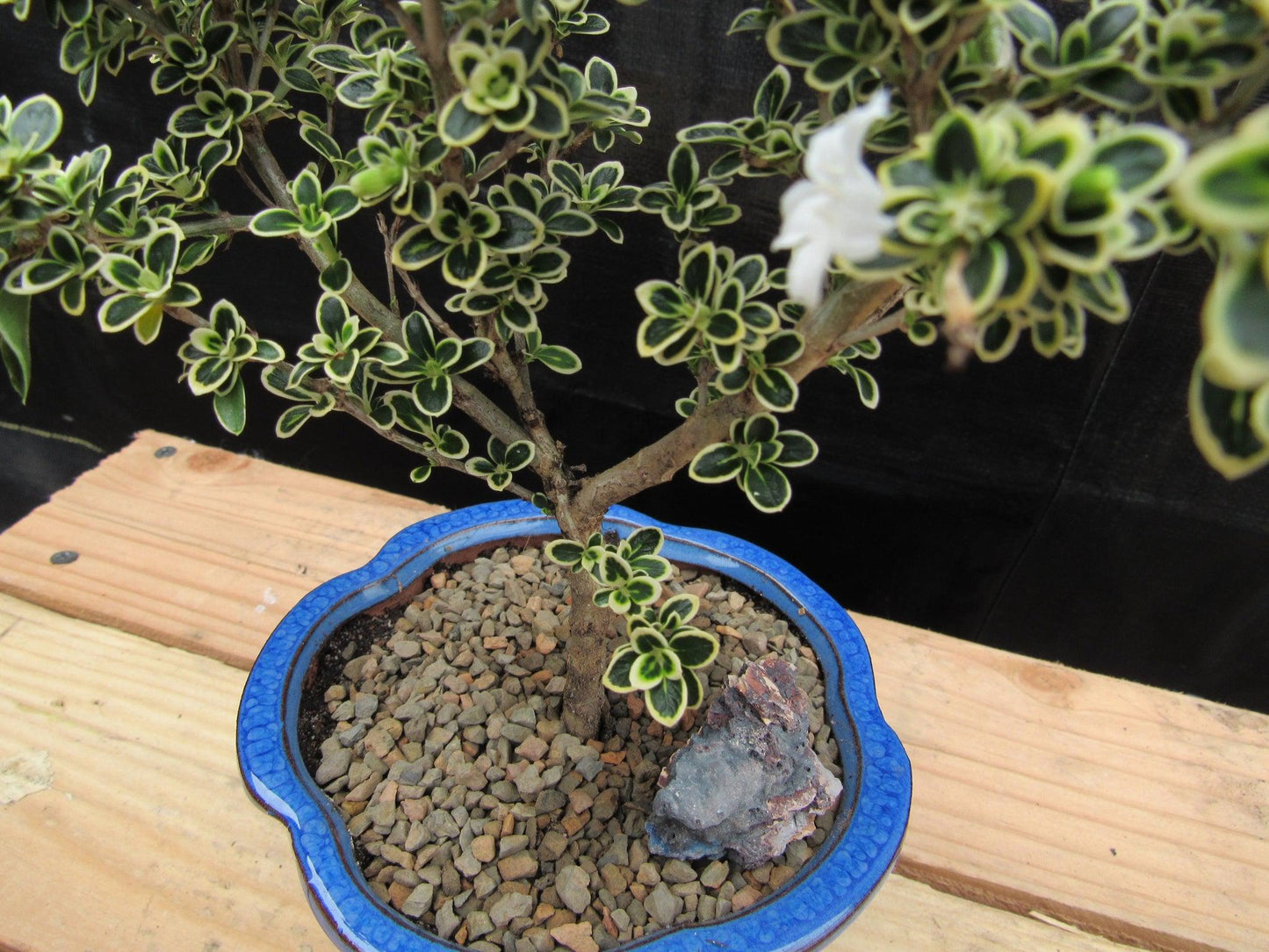 Small Mt. Fuji Serissa Bonsai Tree