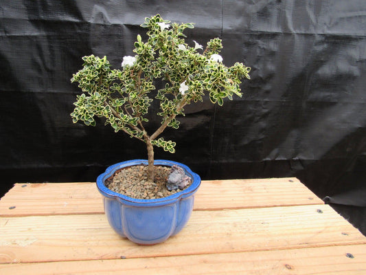 Small Mt. Fuji Serissa Bonsai Tree