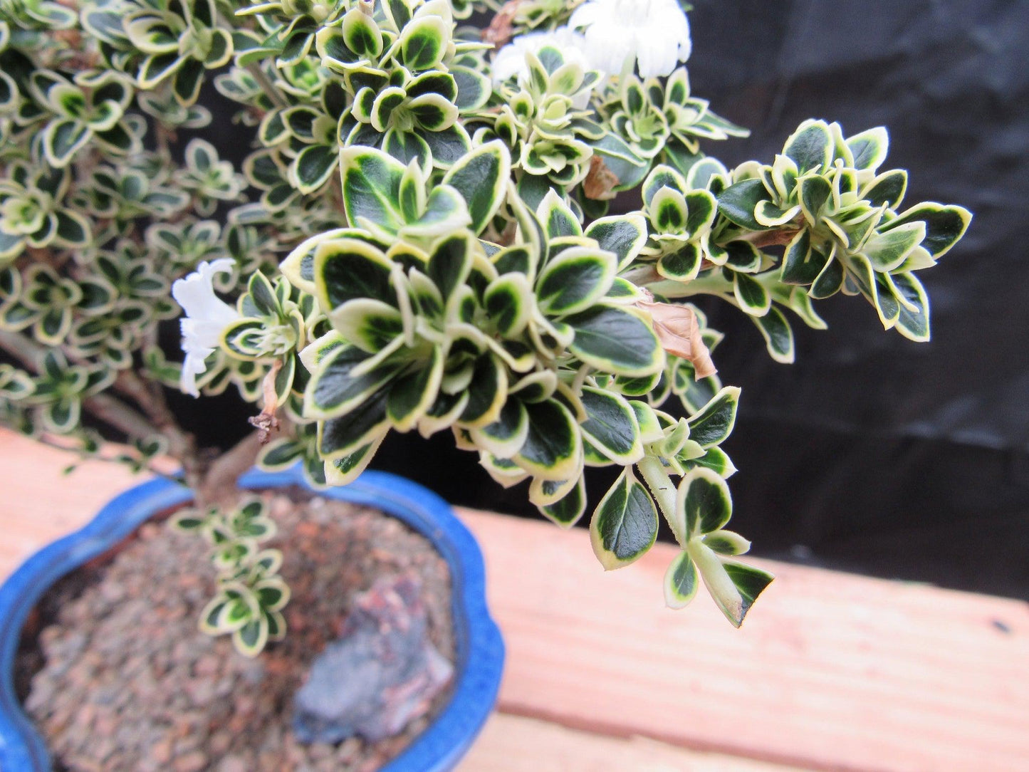 Small Mt. Fuji Serissa Bonsai Tree