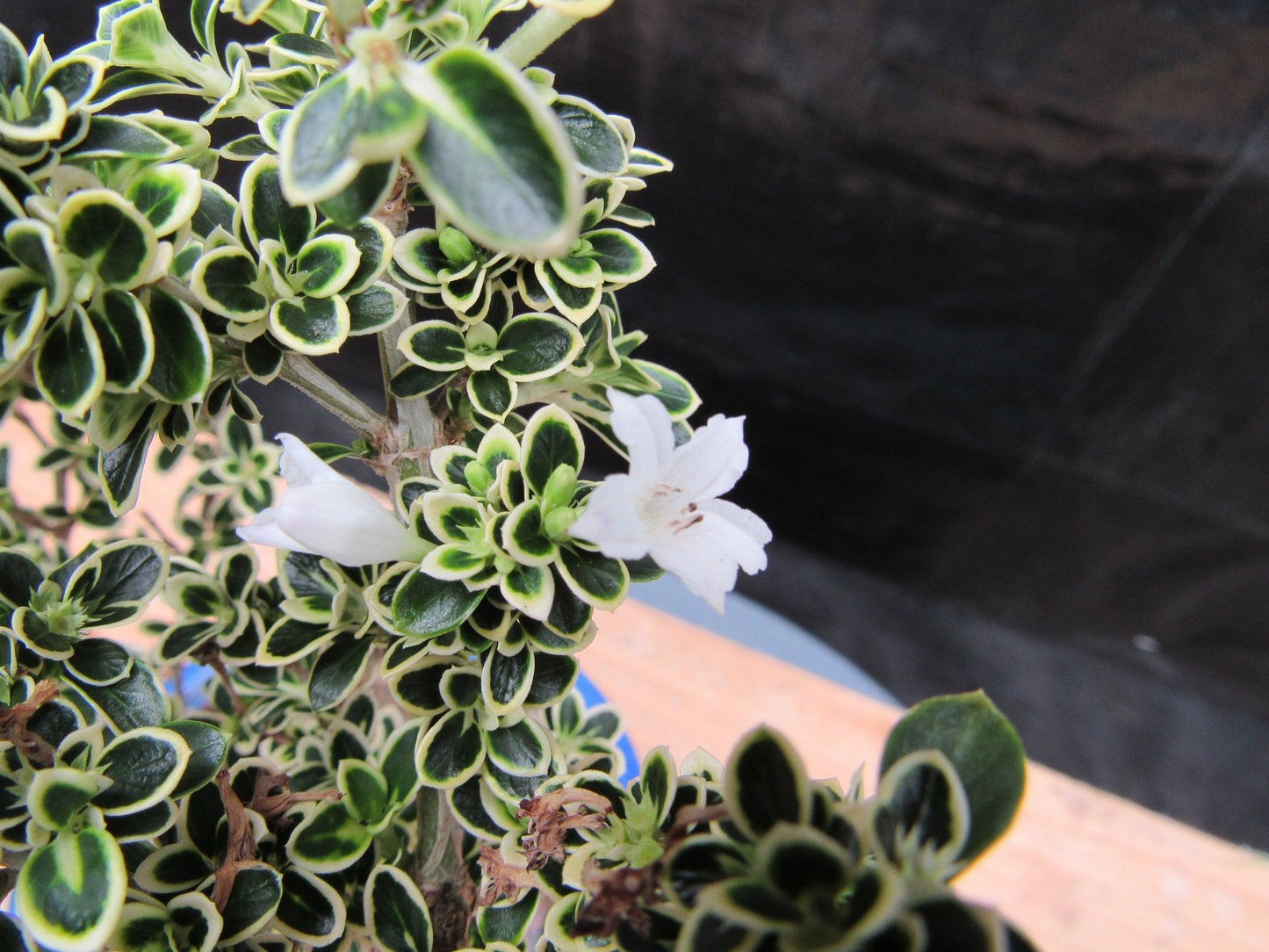 Small Mt. Fuji Serissa Bonsai Tree