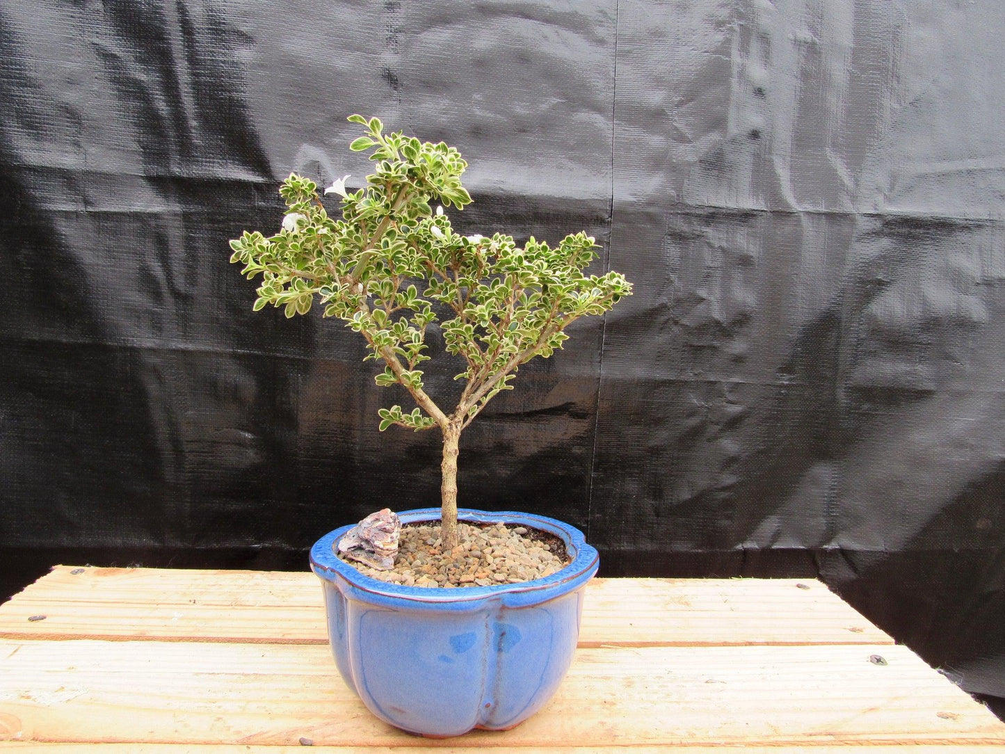 Small Mt. Fuji Serissa Bonsai Tree