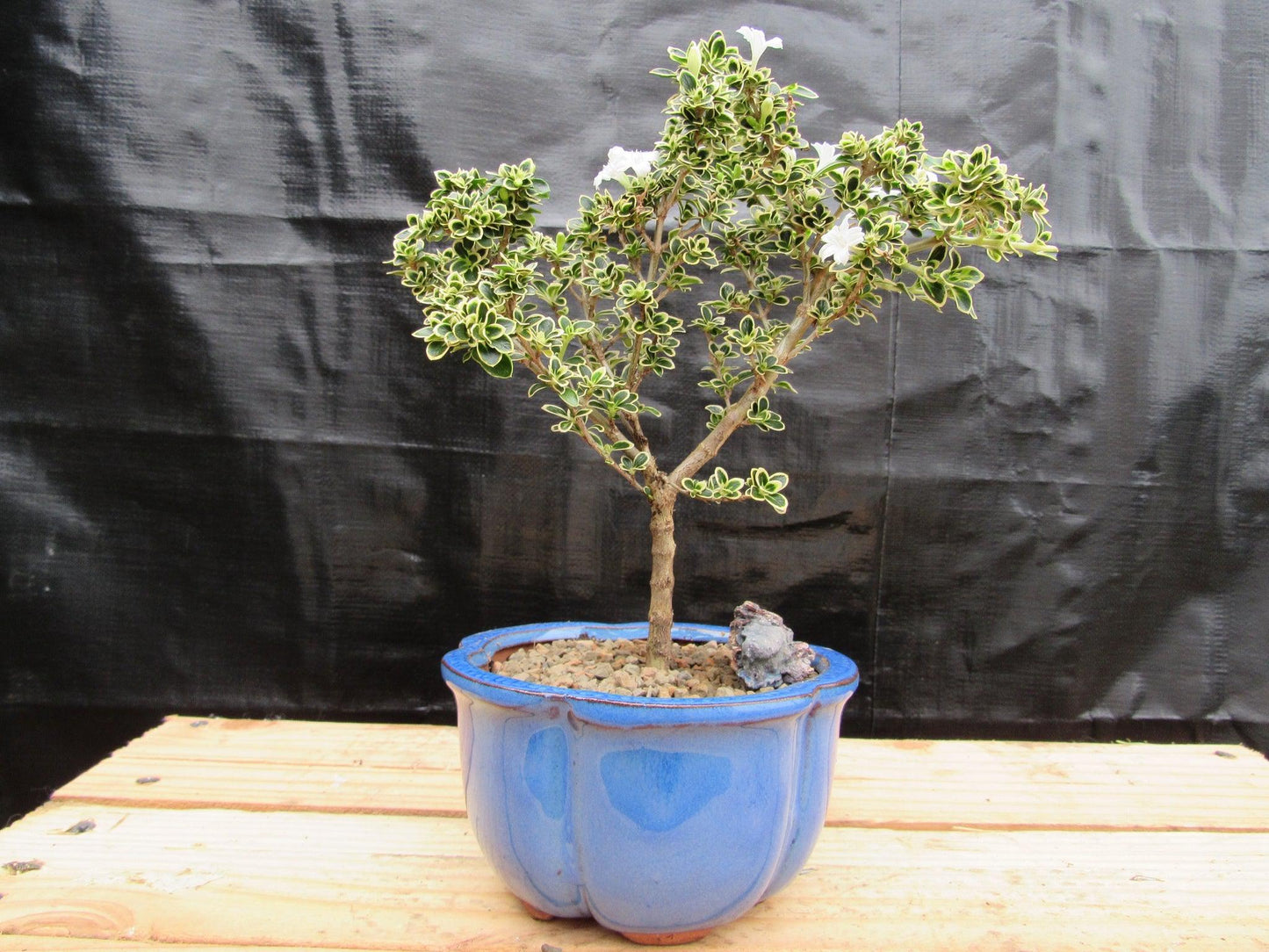 Small Mt. Fuji Serissa Bonsai Tree