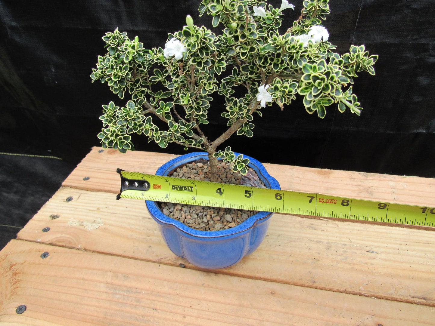 Small Mt. Fuji Serissa Bonsai Tree