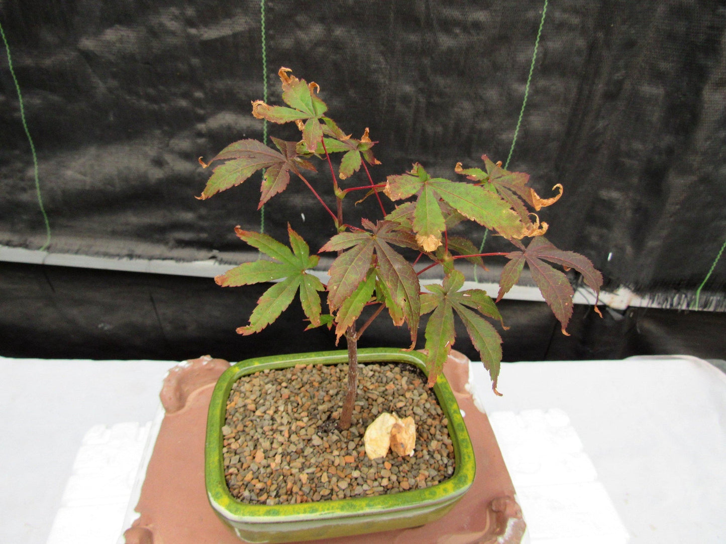 Small Red Japanese Maple Bonsai Tree