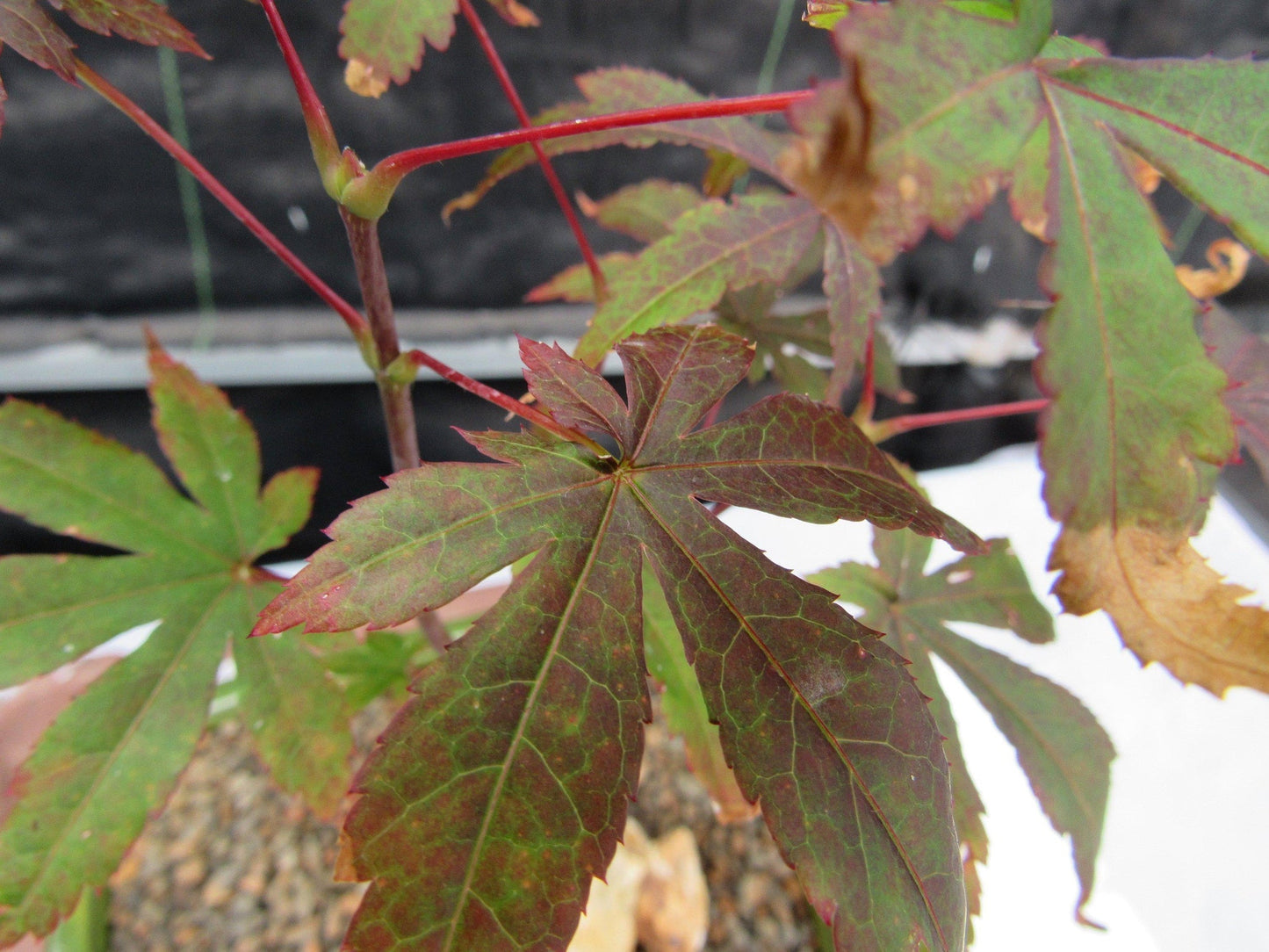 Small Red Japanese Maple Bonsai Tree