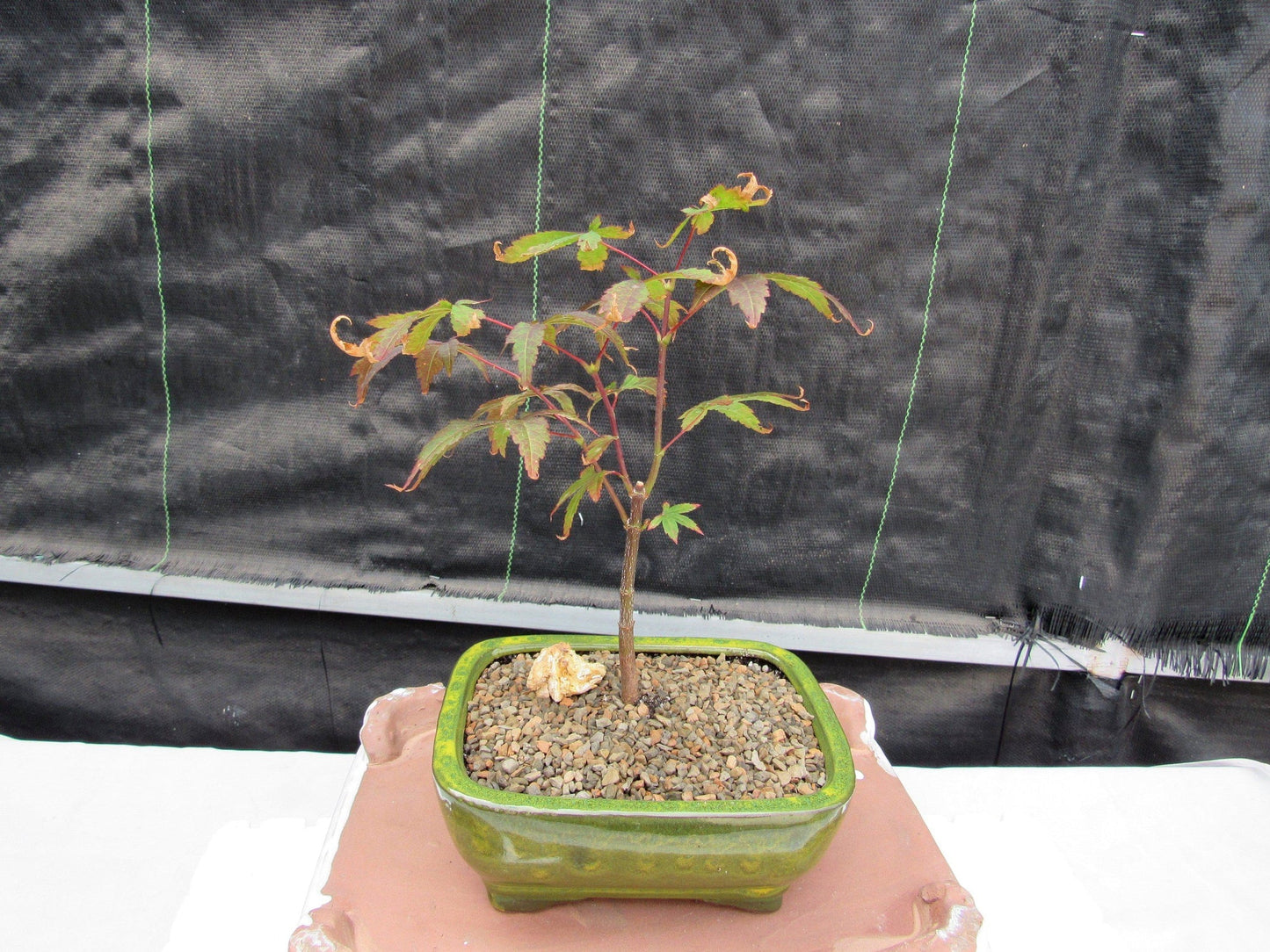 Small Red Japanese Maple Bonsai Tree