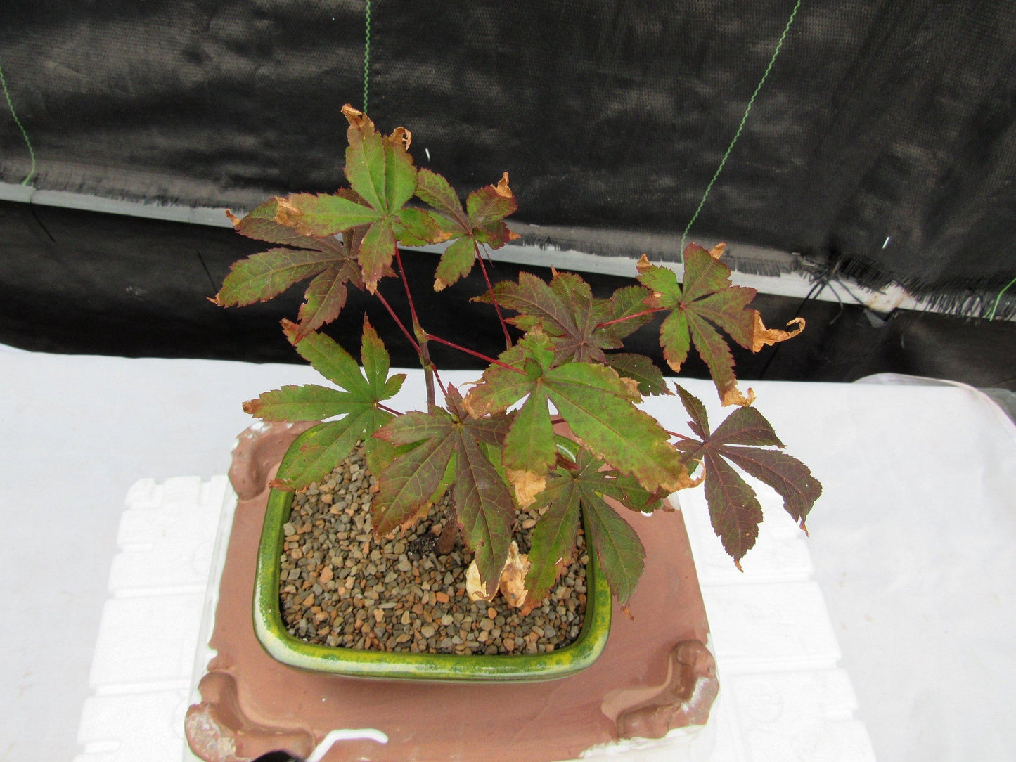 Small Red Japanese Maple Bonsai Tree