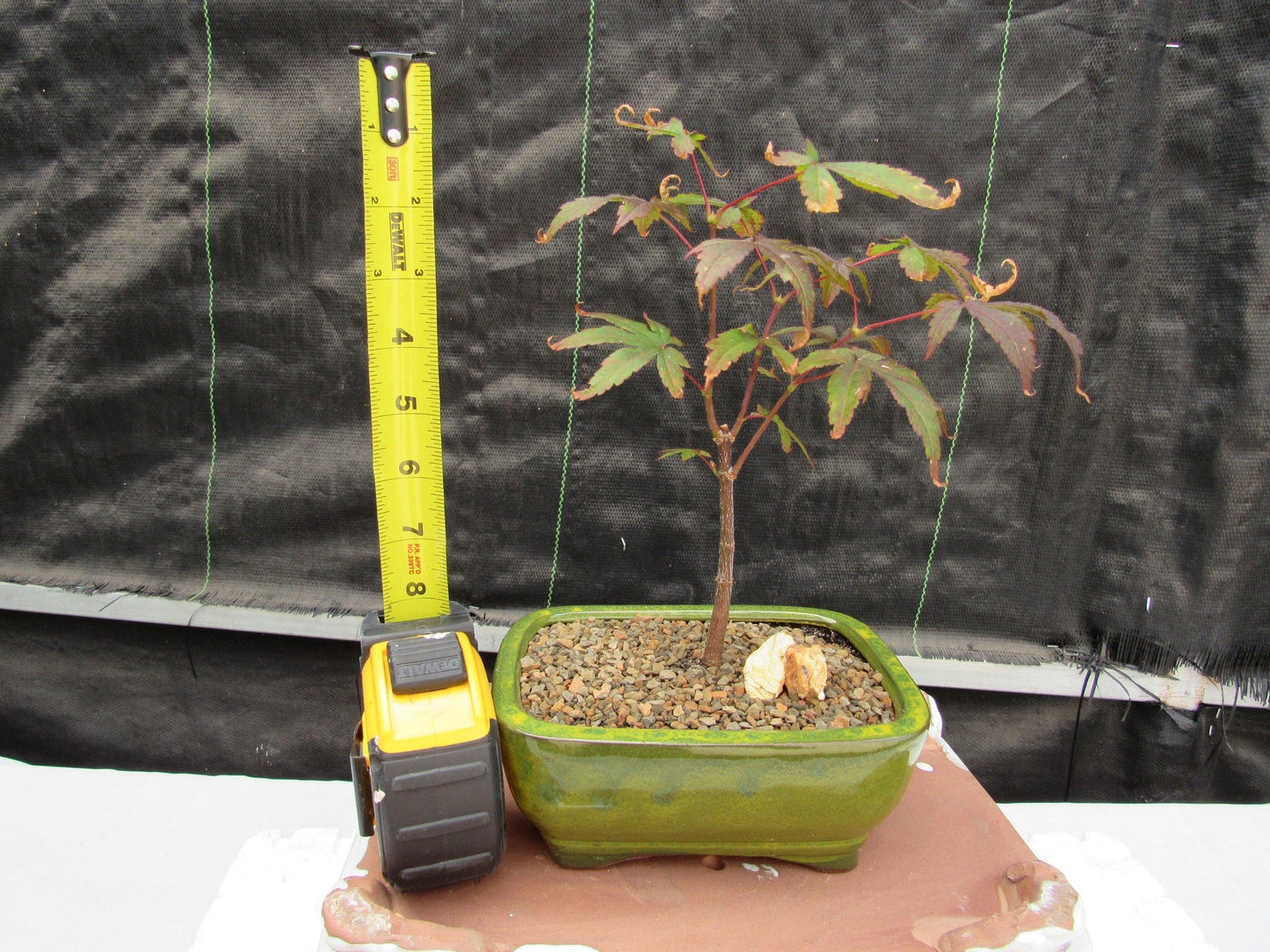 Small Red Japanese Maple Bonsai Tree