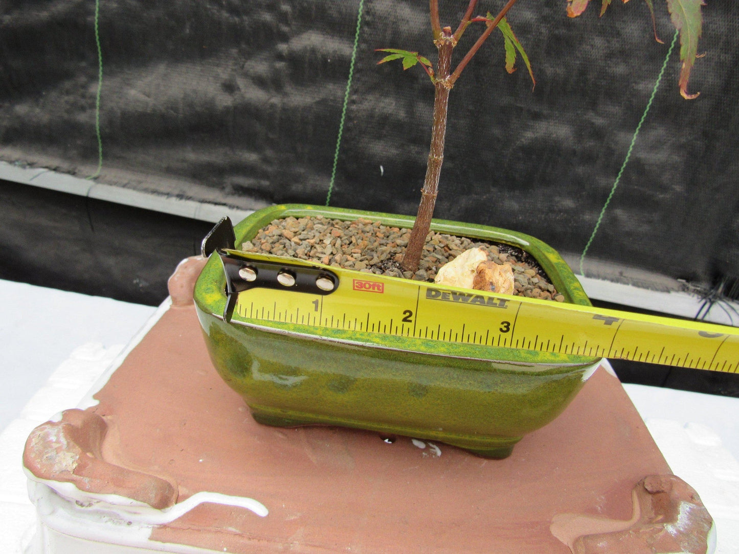 Small Red Japanese Maple Bonsai Tree