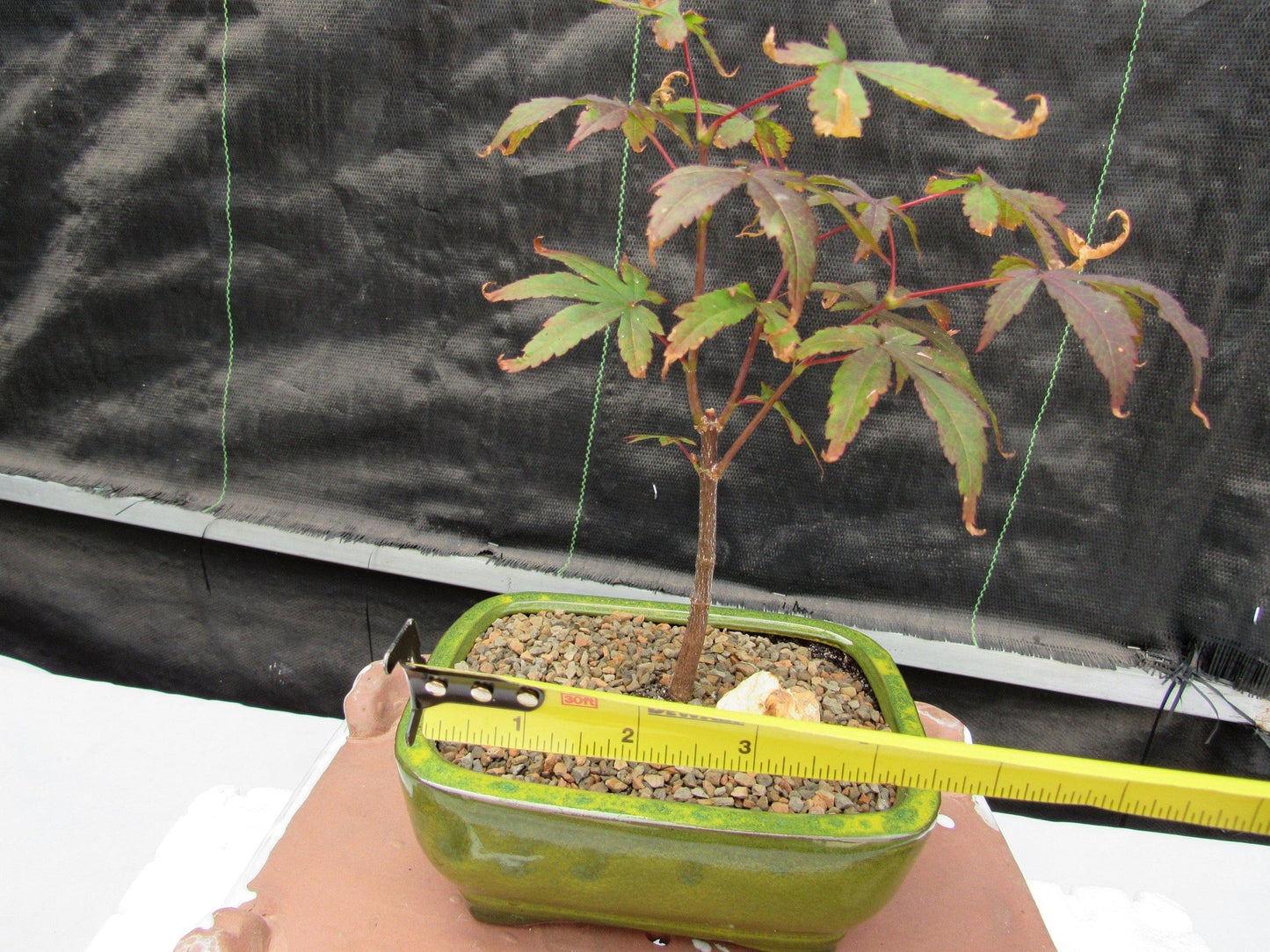 Small Red Japanese Maple Bonsai Tree