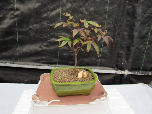 Small Red Japanese Maple Bonsai Tree