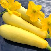 Smooth Criminal Hybrid Summer Squash Seeds