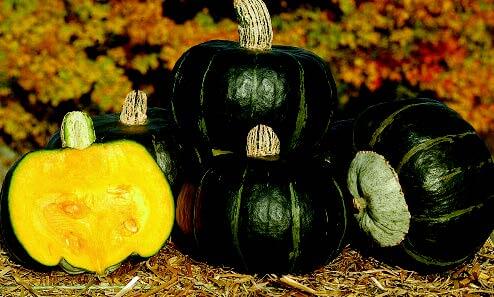 Buttercup Winter Squash