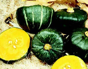 Burgess Buttercup Winter Squash Seeds