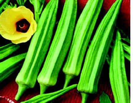 Clemson Spineless Okra Seeds