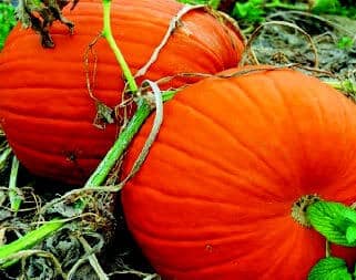 Connecticut Field Pumpkin Seeds