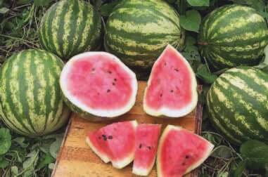 Crimson Sweet Watermelon Seeds