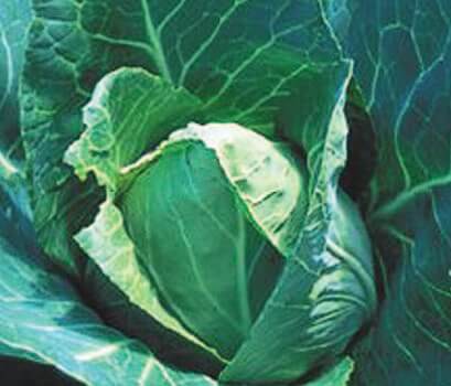 Early Jersey Wakefield Cabbage Seeds