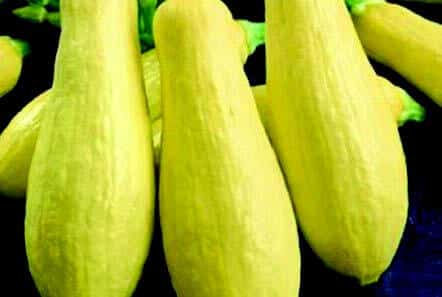 Early Prolific Straightneck Summer Squash Seeds