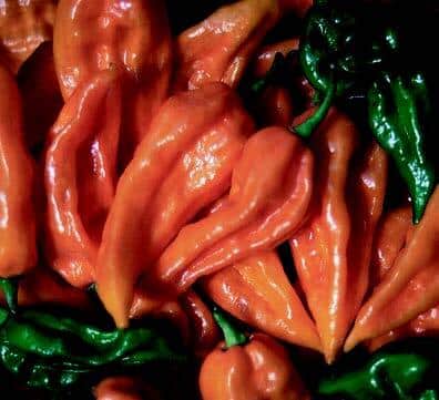 Fatalii Hot Pepper Seeds