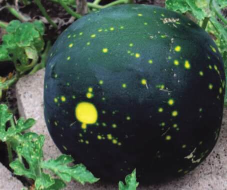 Moon & Stars Watermelon Seeds