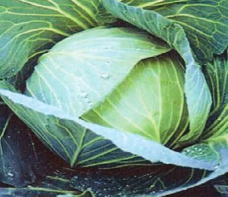 Premium Late Flat Dutch Cabbage Seeds