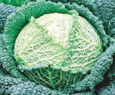 Savoy Perfection Cabbage Seeds