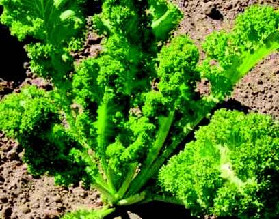 Southern Giant Curled Mustard Greens Seeds