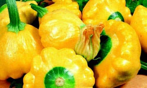 Sunburst Hybrid Summer Squash Seeds