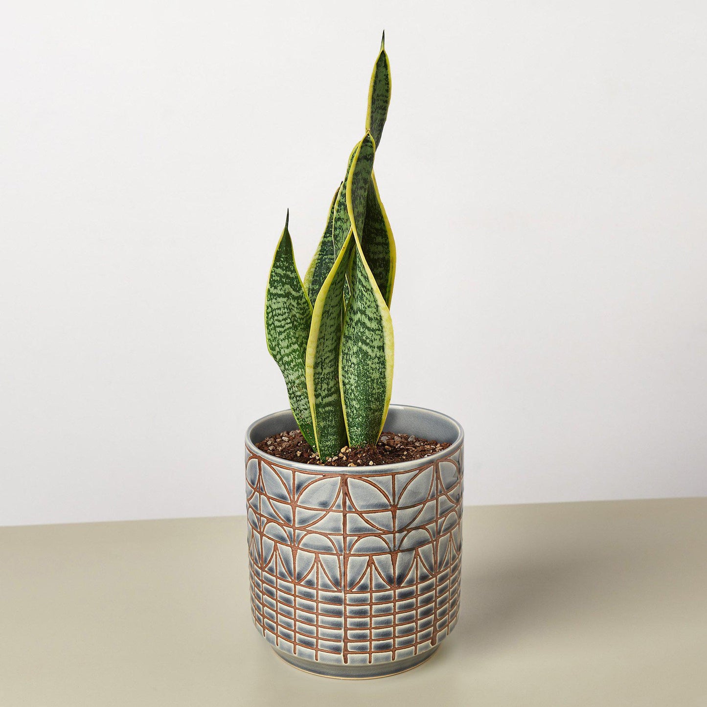 Snake Plant 'Laurentii'