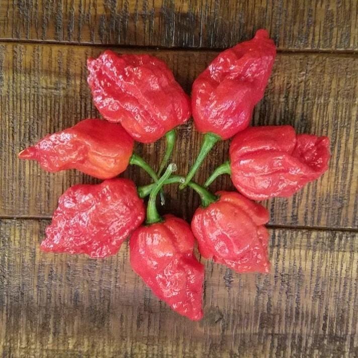 Apocalypse Scorpion Pepper Seeds