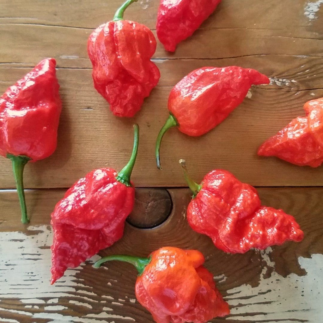 Apocalypse Scorpion Pepper Seeds