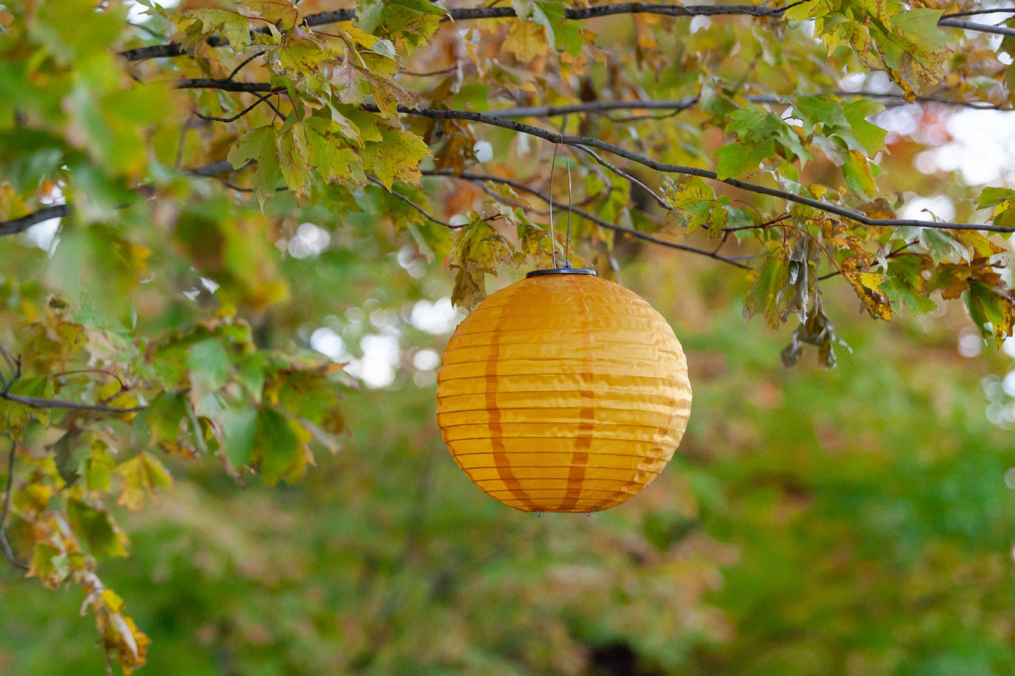 Soji Festival 12" Round Solar Lantern