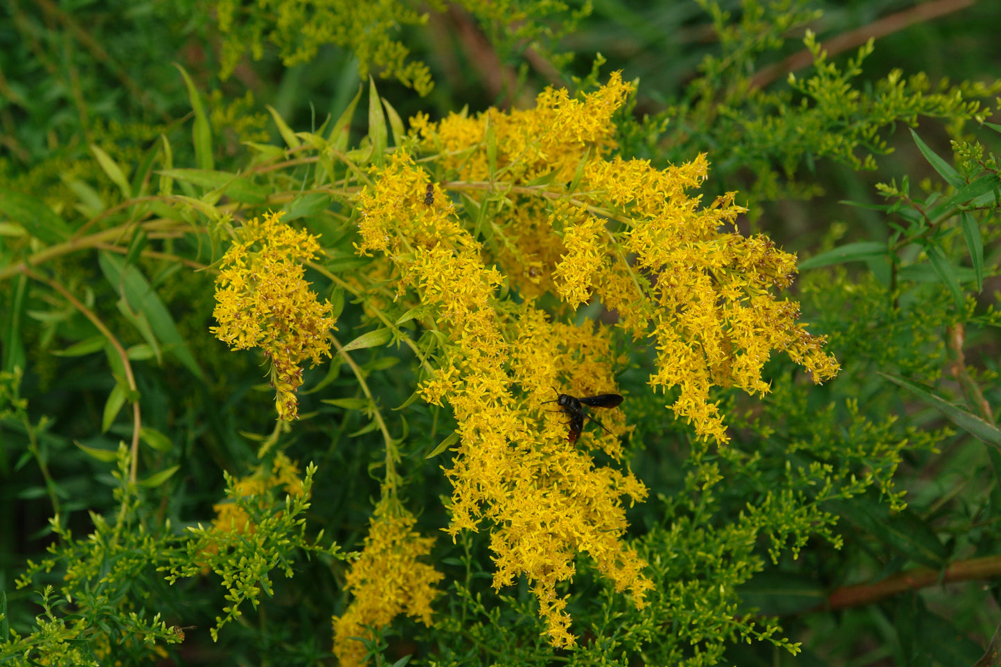 Sweet Goldenrod